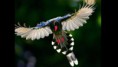 /album/aves/maxresdefault-1-jpg/